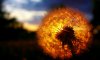 Dandelion-Flower-Sunset-Wallpaper-1(2).jpg