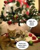 cats-christmas-meme-19121(2).jpg