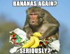 funny-angry-grumpy-monkey-xmas-christmas-present(1.jpg