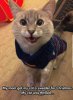 Funniest_Memes_my-mom-got-my-cat-a-schr(1).jpg