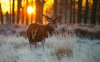 Red-Deer-Wildlife-t1(2).jpg