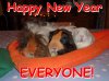 Happy-new-year-pigs-Blog.jpg