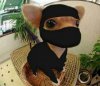 Ninja-Pet-Costume.001.jpg