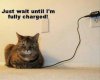 Funny-cat-charging(1).jpg