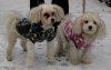 snow dogs4.jpg