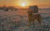 dog-at-sunset-47051-2560x1600(1).jpg