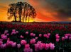 tulips-at-sunset-wallpaper.jpg