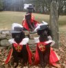 The-3-Dogateers-an-all-canine-rendition-of-The-Thr.jpg