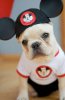 1376862501~Mickey-Bull.jpg