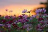 flower-nature-sunset-beauty-background-w.jpg