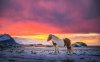 Horse-In-Snow-Winter-Sunset-Landscape-Hills.jpg