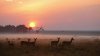 Impala-Herd-Animals-at-Sunset-Wallpaper(1).jpg