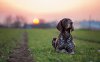 dogs-sunset-dog-cute-puppys-sweet-animal-dogs-love.jpg