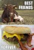 Funny-Friendship-Cow-And-Pig-1.jpg