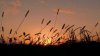 Wheat_field_at_sunset_wallpaper_1366x768(1).jpg