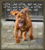 Funny-dog-running-hyped-on-coffee-Funny-dog-photo-.jpg