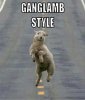 funny-animal-pictures.jpg