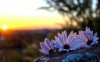 Purple+wild+flowers+at+sunset.jpg