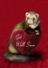 get-well-soon-ferret-jeanette-k.jpg