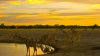 animal-wallpapers-zebras-sunset-giraffes-wallpaper.jpg