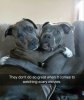 funny-animals-1.jpg