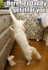 Funny-Cats-7-1.jpg