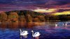 swans-in-love-sunset-wallpaper-1.jpg