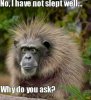 funny-animals-429.jpg