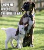 funny-cute-dog-goat-friends.jpg