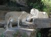 WhiteLion1.jpg
