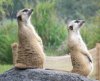 Meerkats.JPG
