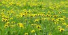 dandelions-3.jpg