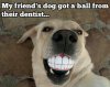 funny-dog-ball-tooth-smile-1(1).jpg