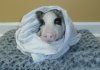 glitzy-the-pig-blanket.jpg