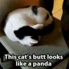 3LikeAPanda-1(1).jpg