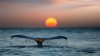 whale_shark_tail_sunset-1600x900.jpg