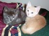 kittens.jpg