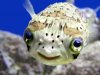 baby_blowfish.jpg