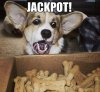 dog-finds-treats-funny-dogs.jpg