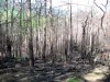 Elkmont6.jpg
