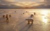 16810-polar-bears-1280x800-animal-wallpaper.jpg