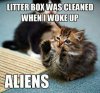 33d68136d7212084e81f498eb1683d05--litter-box-adora.jpg