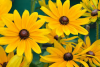 blackeyed susan.png