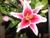 February 2009 035.jpg