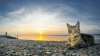 cat-on-a-rocky-sunset-beach-39661-1920x1080(1).jpg
