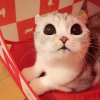 tumblr_ony8wmPT2U1u8rtwro6_540.jpg