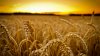 wheat-at-sunset-35108-1920x1080(1).jpg