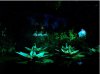 Waterlilies.JPG