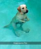 funny-dog-snapchats-13-581ae586d2078__700(2).jpg