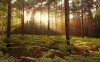 22524-sunlit-ferns-in-the-woods-1280x800-nature.jpg